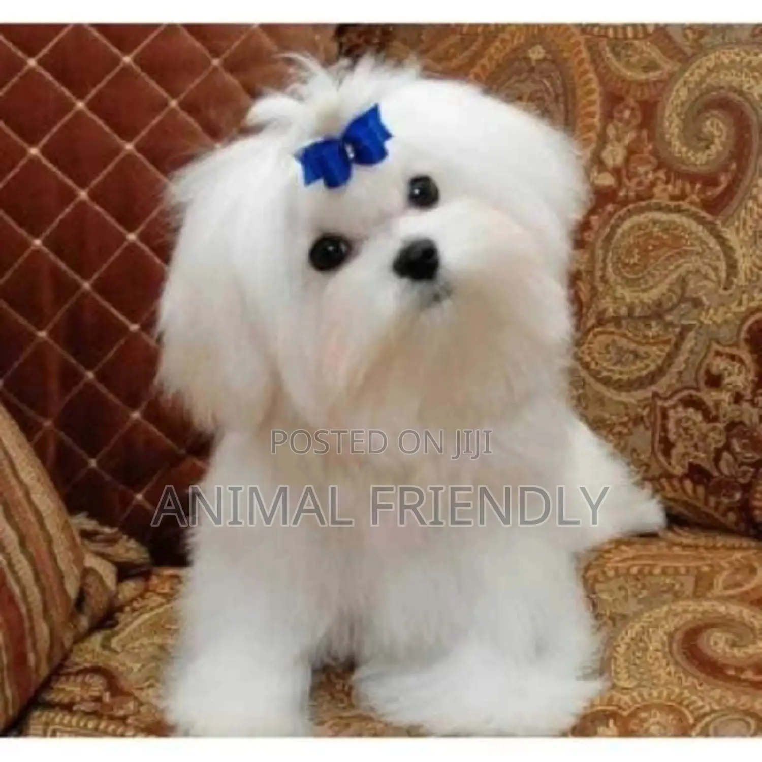 1-3 months Female Purebred Poodle