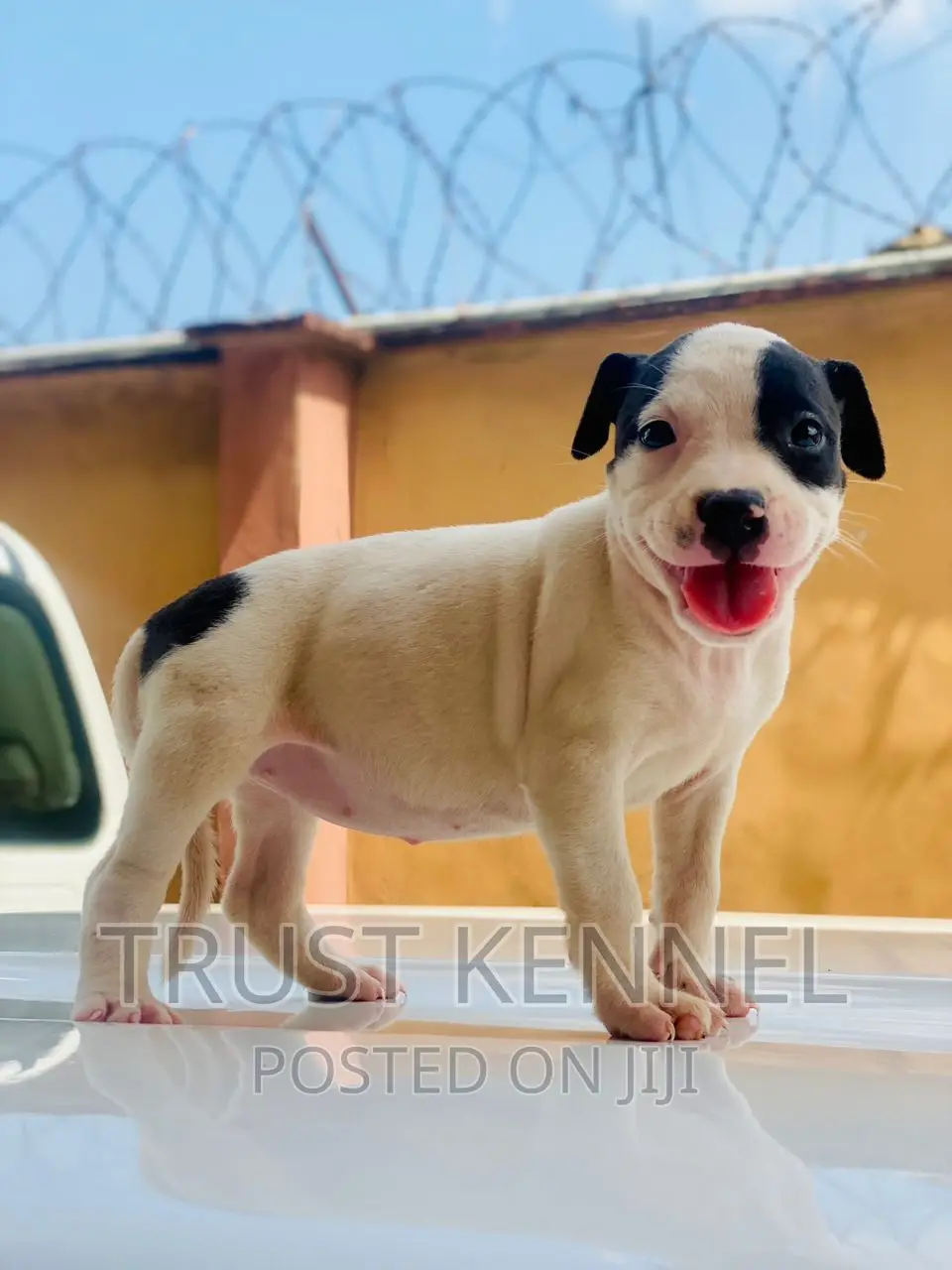 1-3 months Female Purebred American Pit Bull Terrier