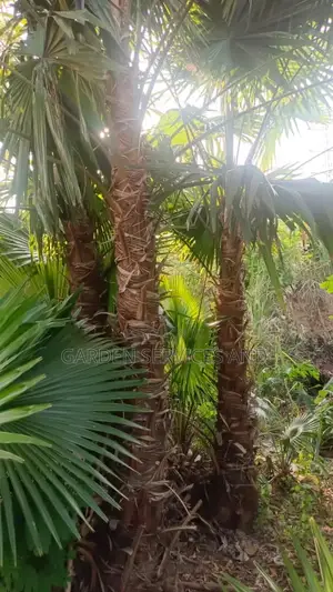 Washingtonia for Sale