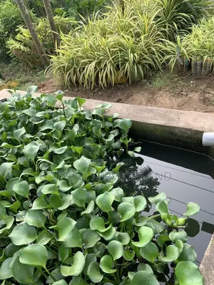 Water Plants for Sale
