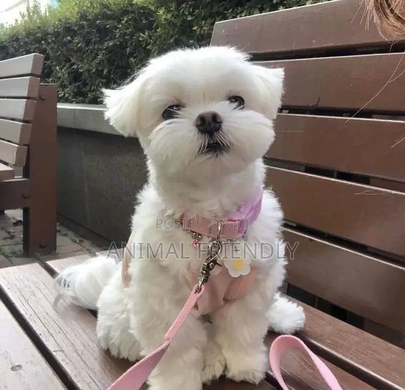 1-3 months Male Purebred Poodle