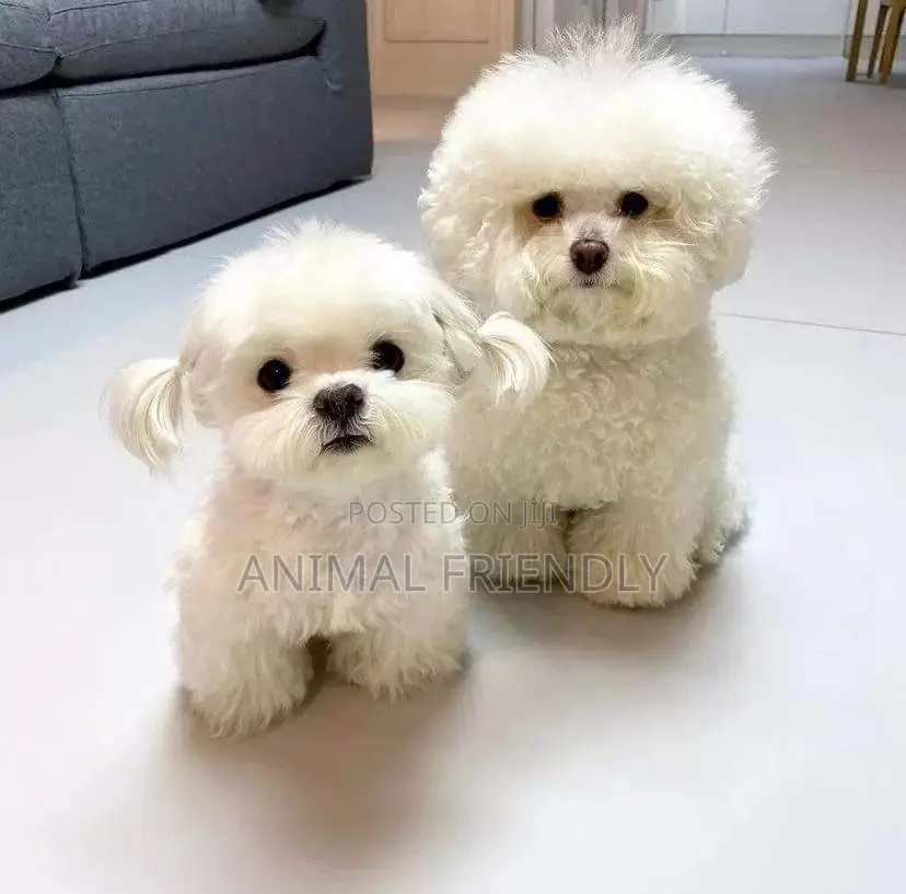 1-3 months Male Purebred Poodle