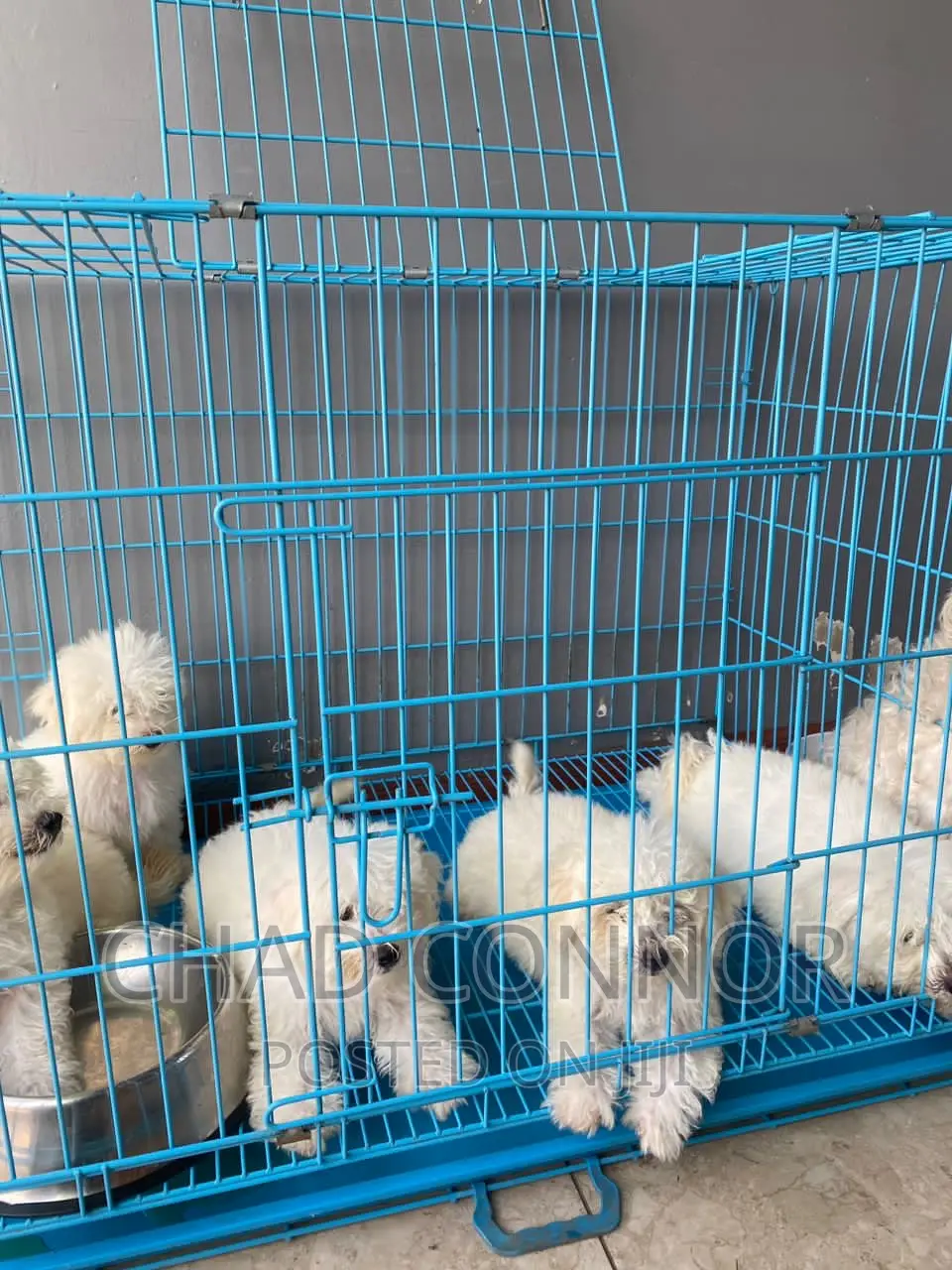 1-3 months Female Purebred Maltese