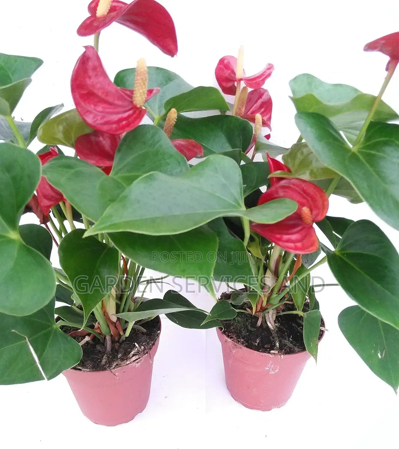 Anthurium for Sale