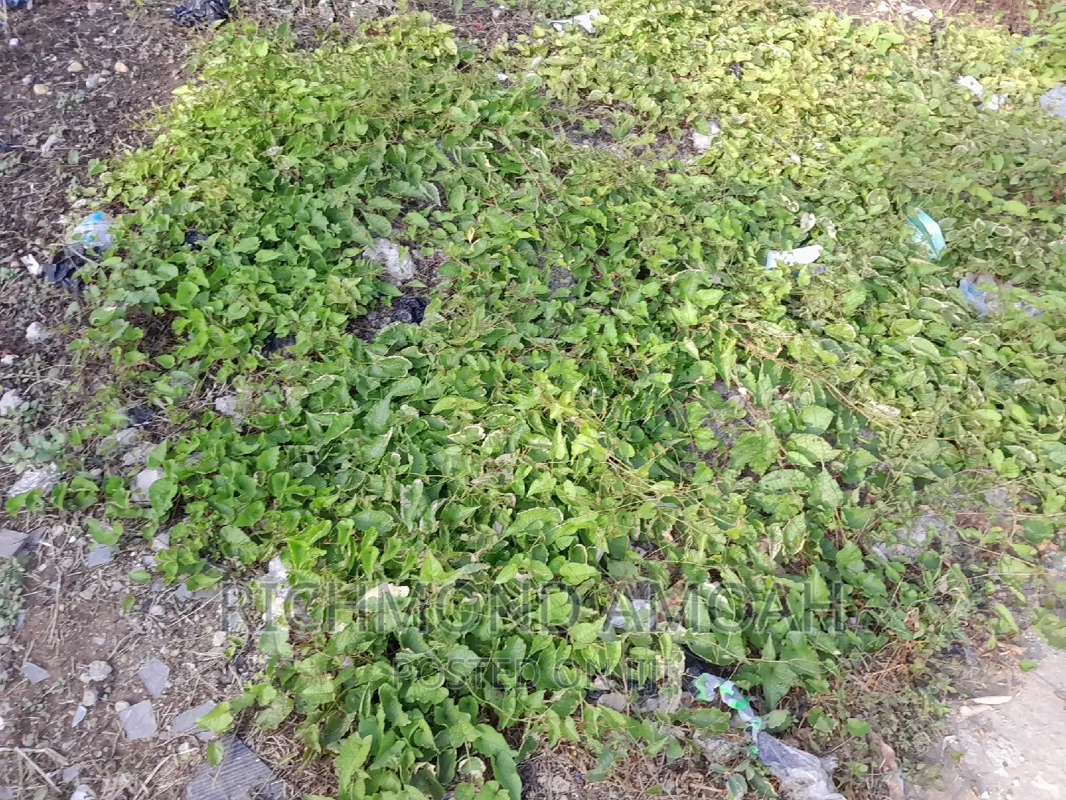 Plot for Sale at Essipon Ridge