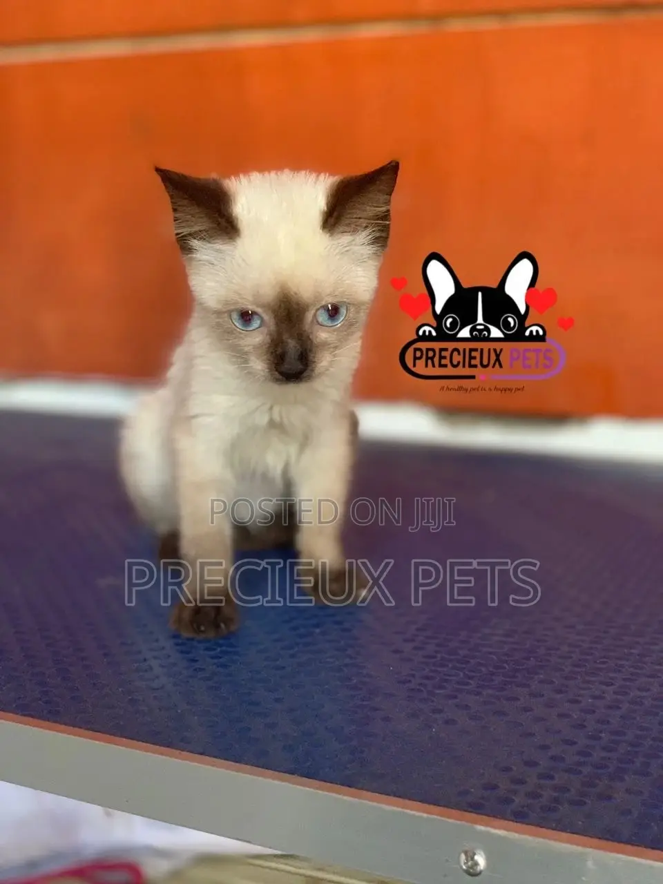 1-3 months Female Purebred Siamese
