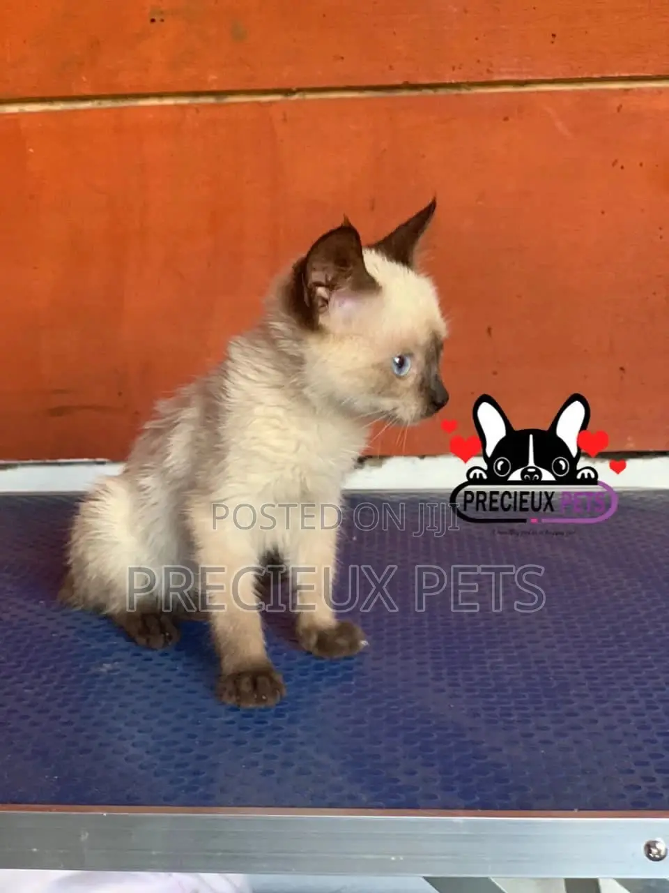 1-3 months Female Purebred Siamese