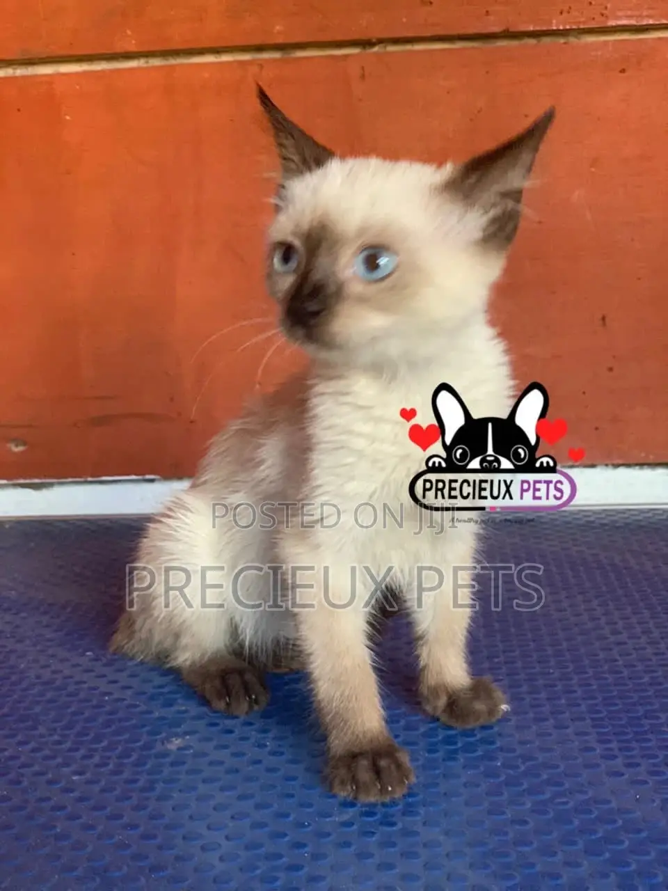 1-3 months Female Purebred Siamese