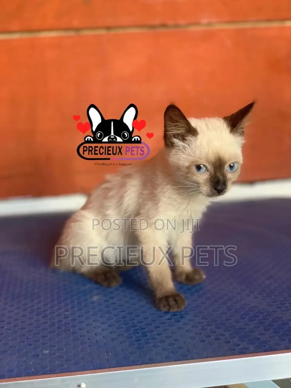 1-3 months Female Purebred Siamese