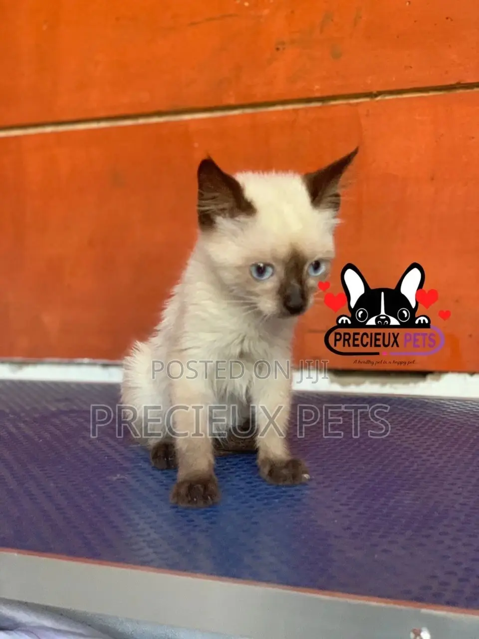 1-3 months Female Purebred Siamese