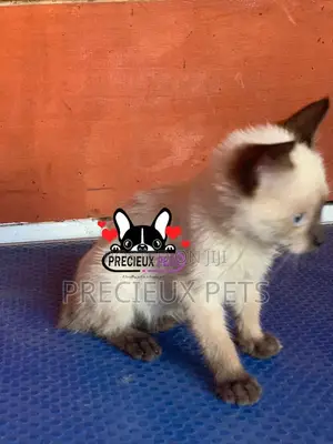 1-3 months Female Purebred Siamese