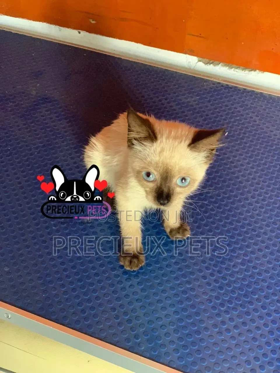 1-3 months Female Purebred Siamese