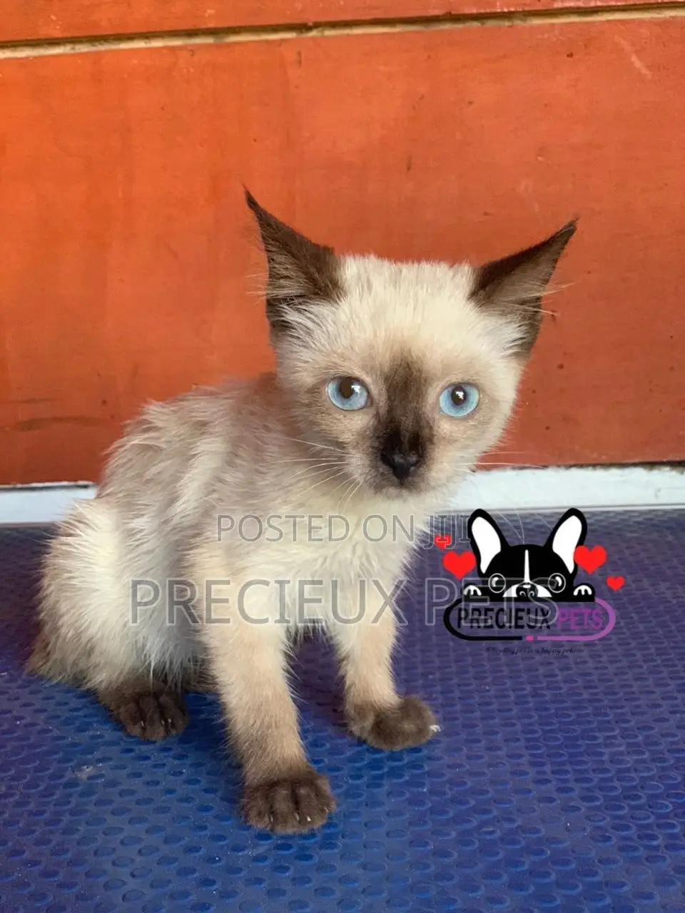 1-3 months Female Purebred Siamese