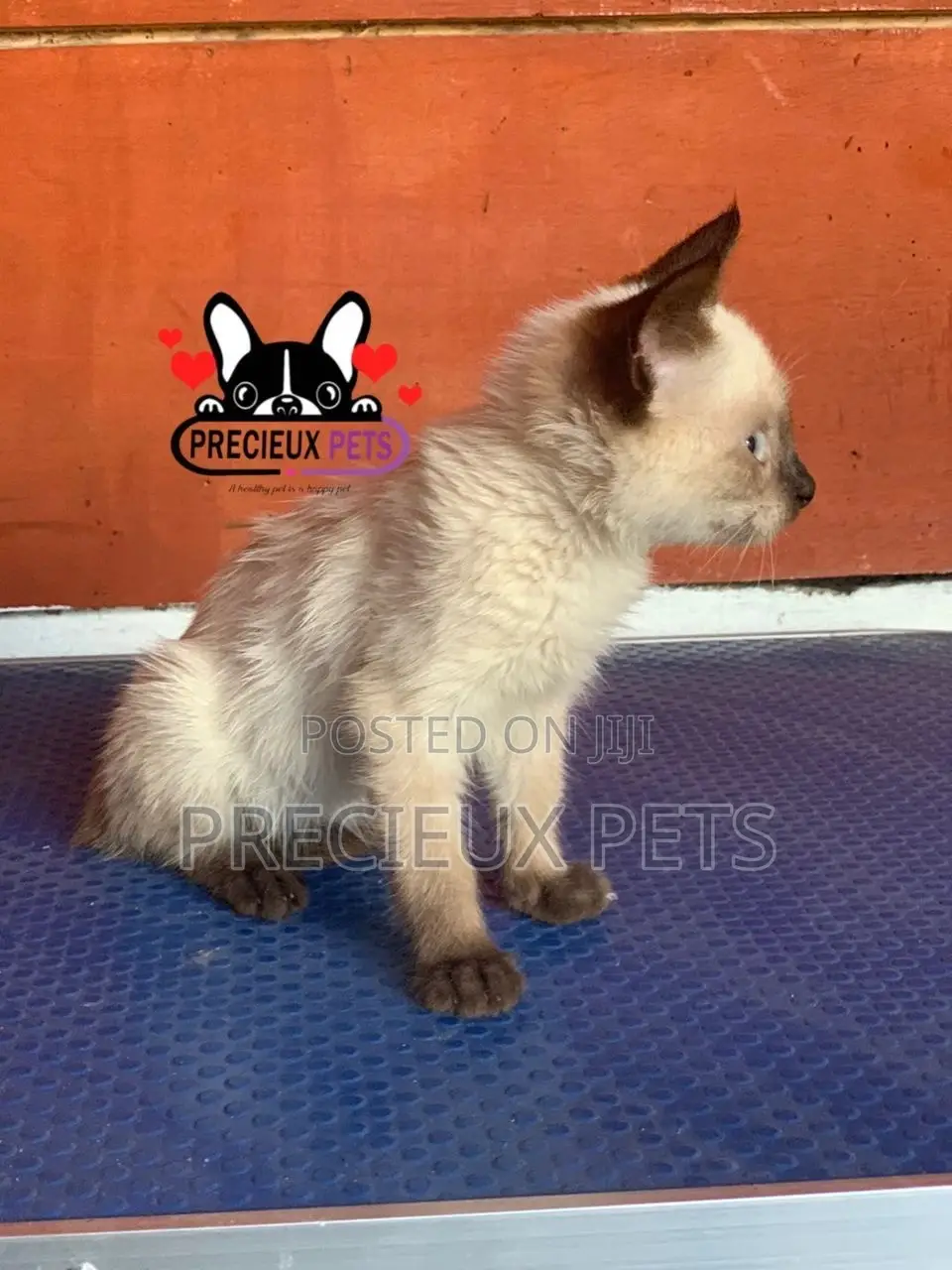 1-3 months Female Purebred Siamese