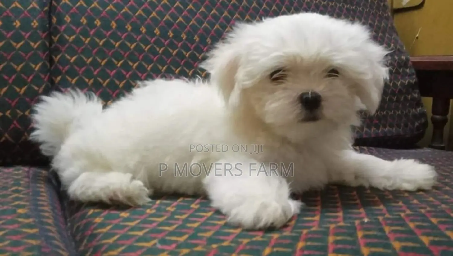 1-3 months Male Purebred Poodle