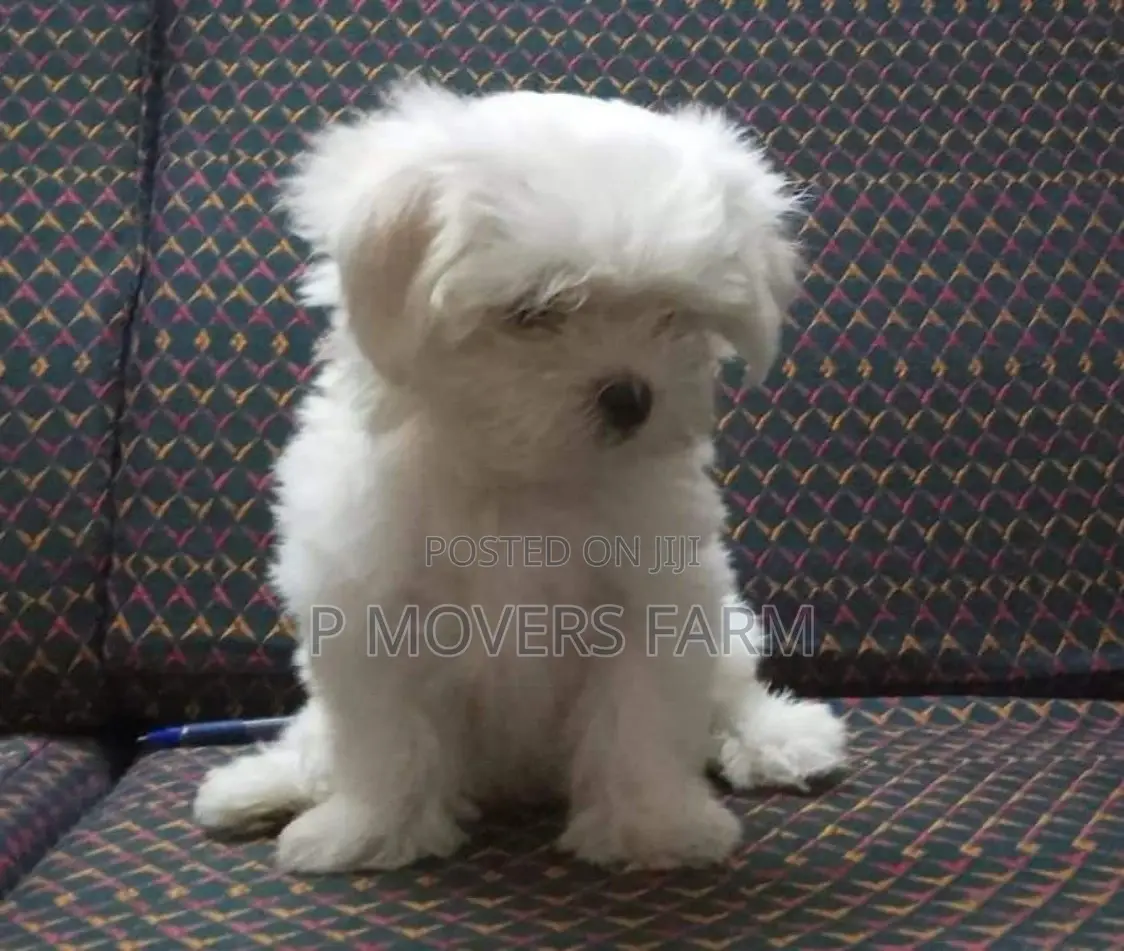 1-3 months Male Purebred Poodle