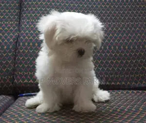 1-3 months Male Purebred Poodle