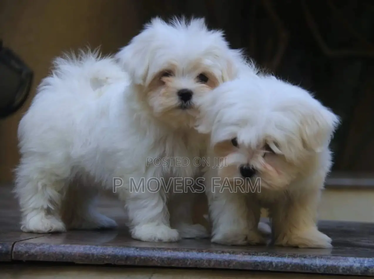 1-3 months Female Purebred Poodle