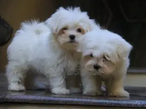 1-3 months Female Purebred Poodle