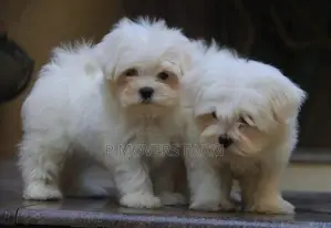 1-3 months Male Purebred Poodle