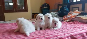 1-3 months Male Purebred Poodle