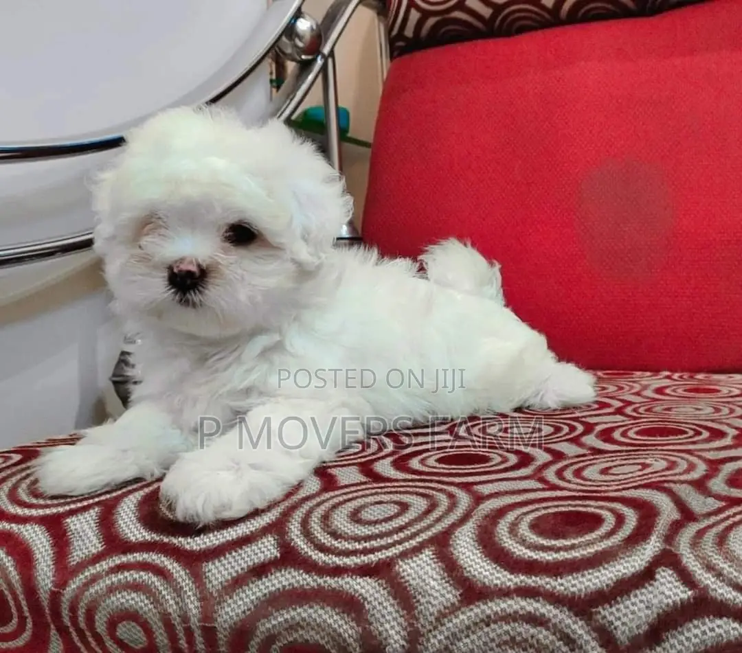 1-3 months Female Purebred Poodle