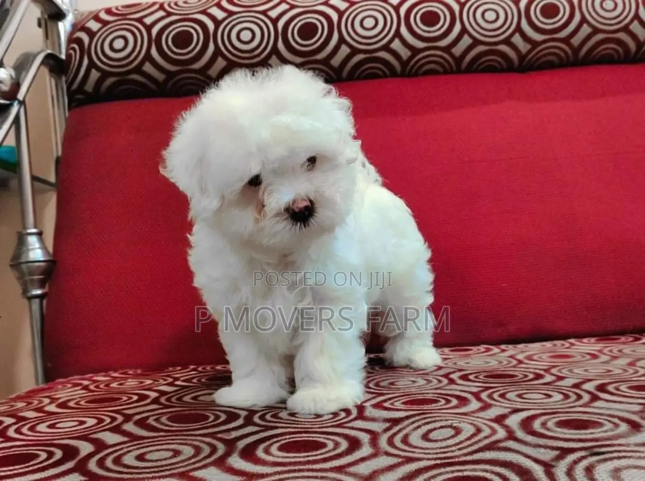 1-3 months Male Purebred Poodle