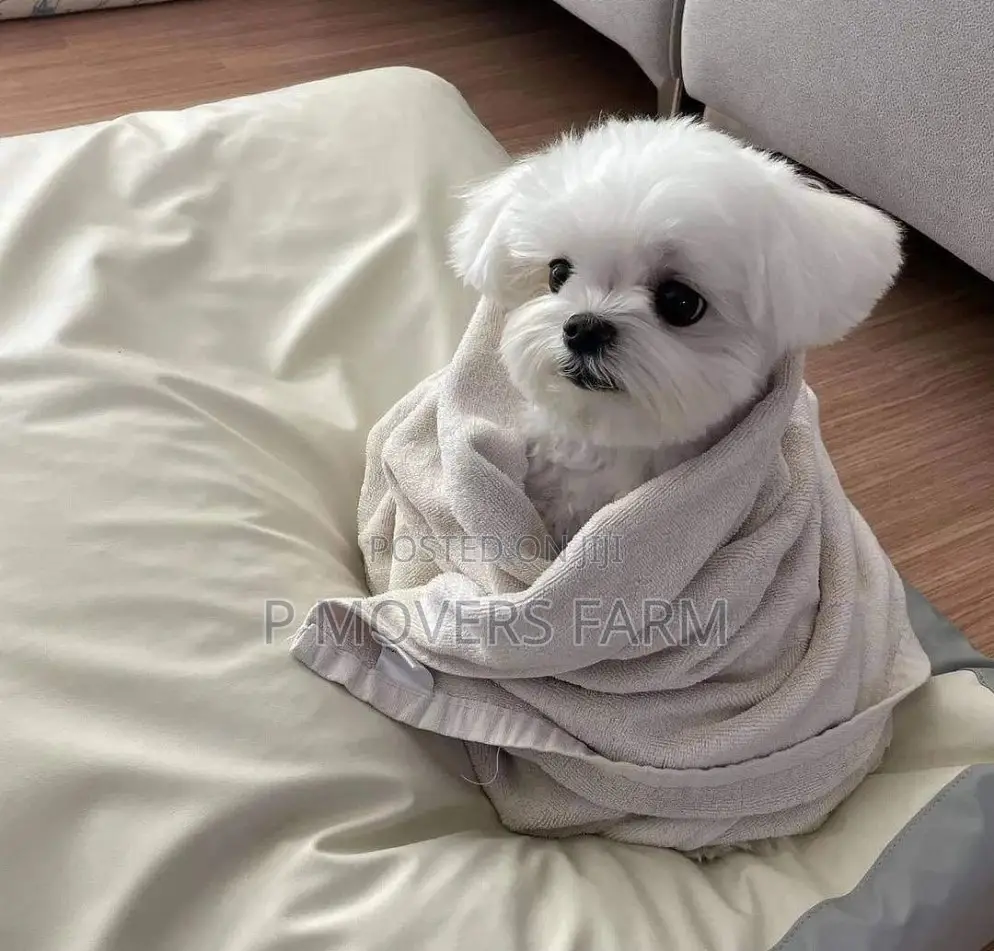 1-3 months Male Purebred Poodle