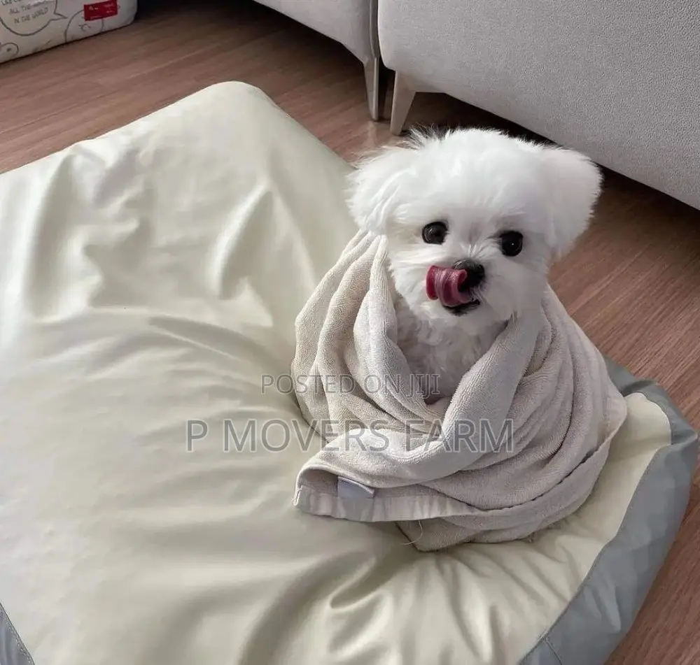 1-3 months Male Purebred Maltese