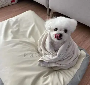 1-3 months Male Purebred Maltese