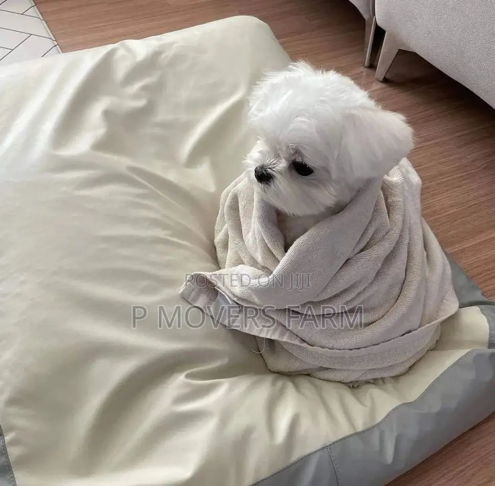 1-3 months Male Purebred Poodle