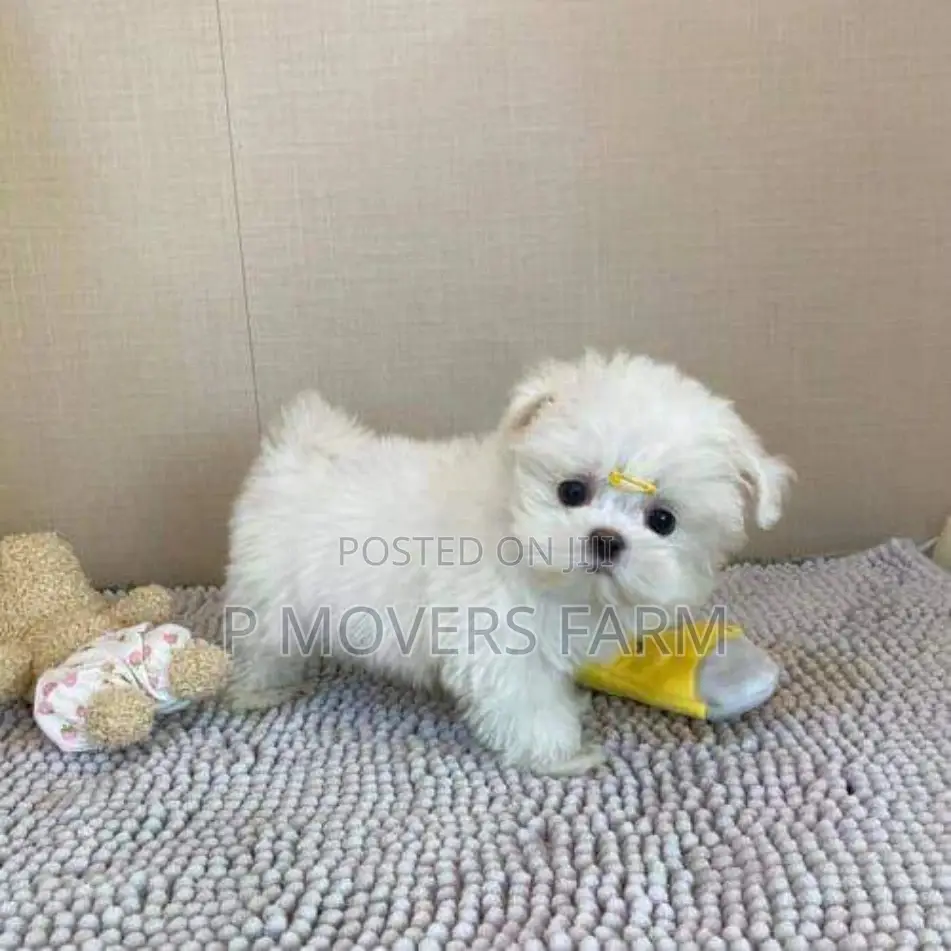 1-3 months Male Purebred Maltese