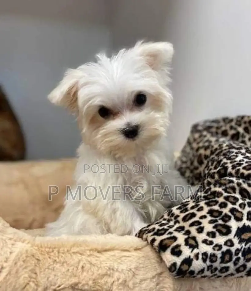 1-3 months Female Purebred Maltese