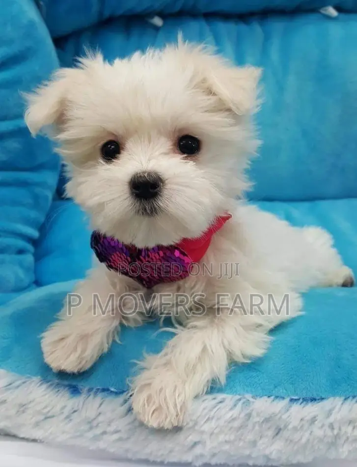 1-3 months Male Purebred Maltese