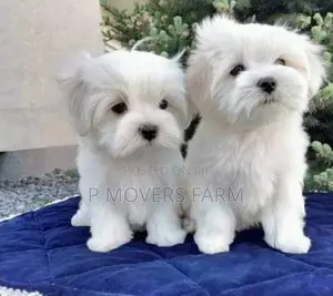 1-3 months Female Purebred Maltese