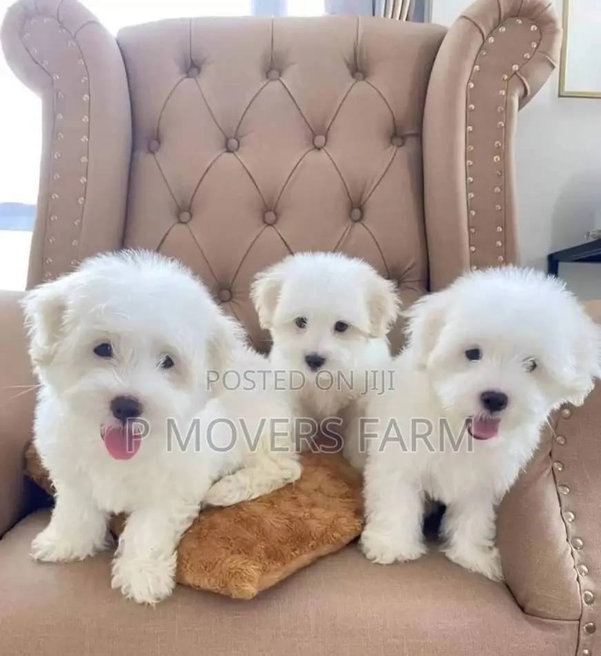 1-3 months Male Purebred Maltese