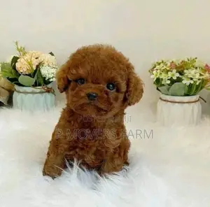 1-3 months Male Purebred Poodle
