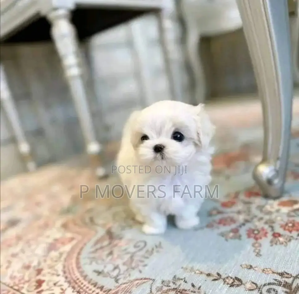 1-3 months Male Purebred Maltese