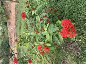 Shrubs for Sale