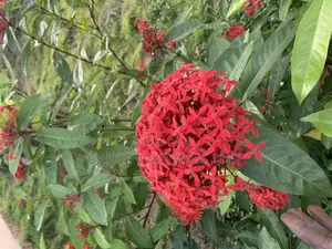 Shrubs for Sale