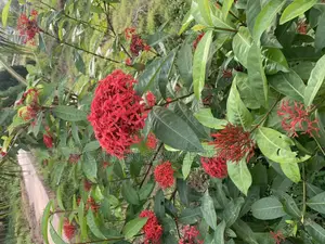 Shrubs for Sale