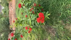 Shrubs for Sale