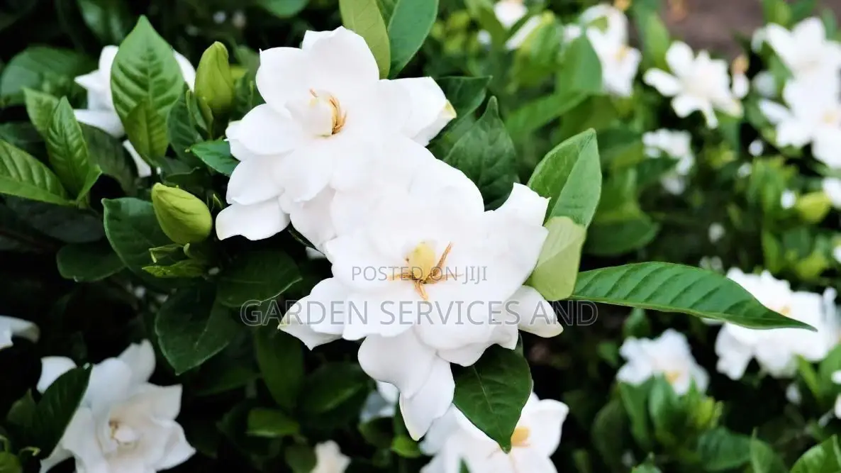 Gardenia for Sale