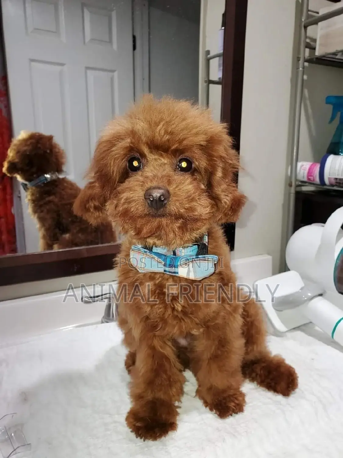 1-3 months Male Purebred Lhasa Apso