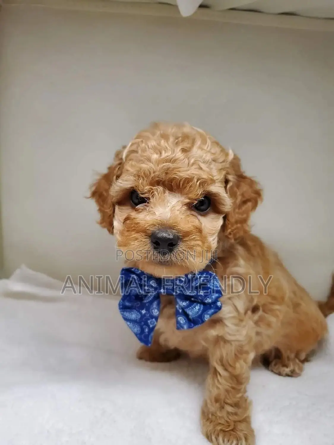 1-3 months Male Purebred Poodle