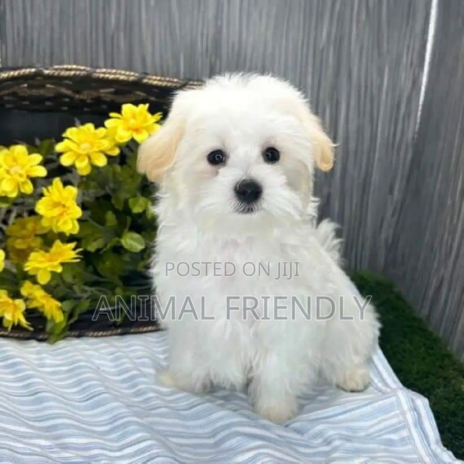 1-3 months Male Purebred Maltese