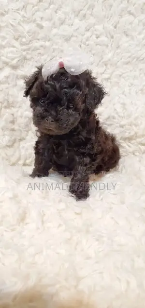 1-3 months Female Purebred Poodle