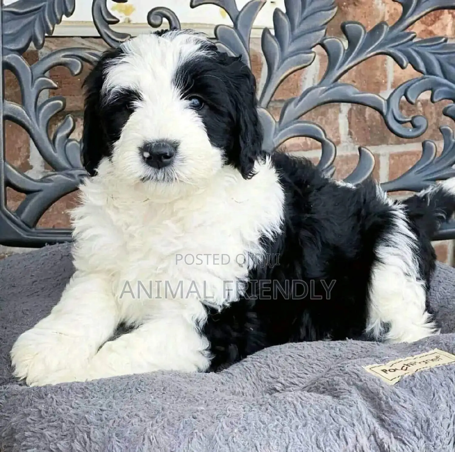 1-3 months Male Purebred Lhasa Apso
