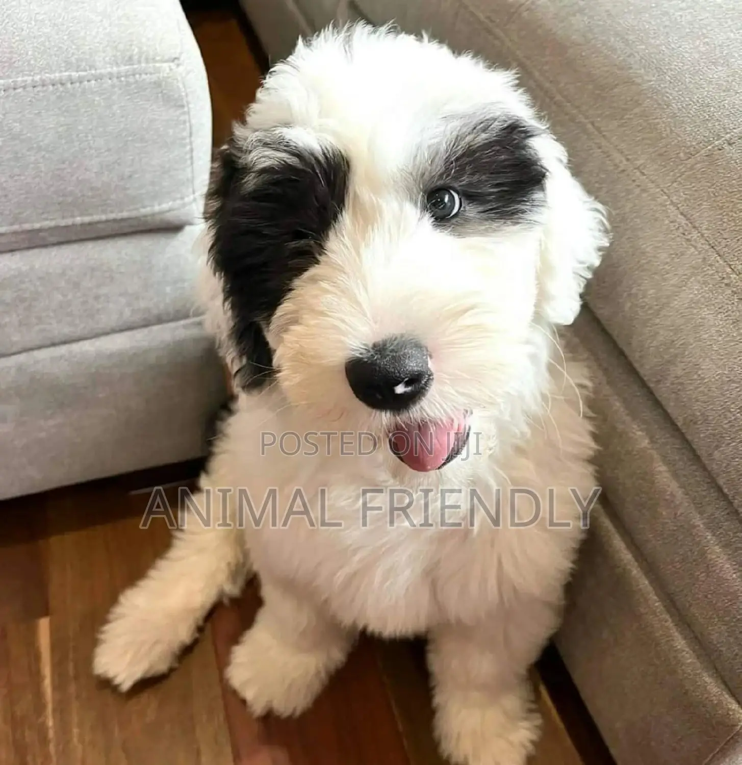 1-3 months Male Purebred Maltese