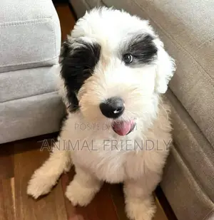 1-3 months Male Purebred Maltese